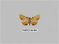 藏品(尺蛾296)的圖片